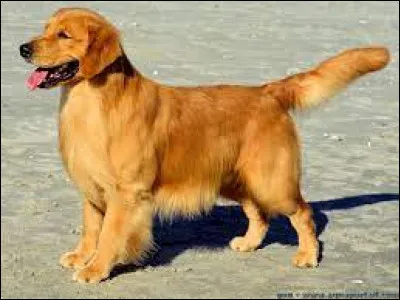 De quoi s'occupe quelqu'un qui fait la rubrique des chiens écrasés ?