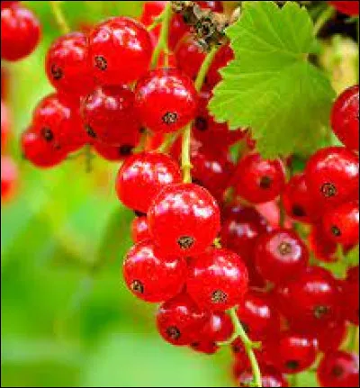 Comment dit-on "la groseille" ?