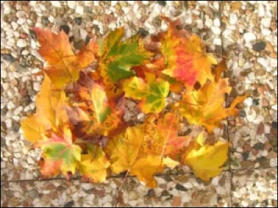 Qui chante ''Les feuilles mortes'', poème de Jacques Prévert, en 1949 ?