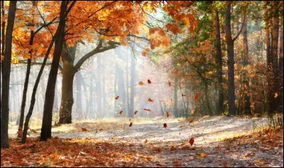 Et que penses-tu de l'automne ?