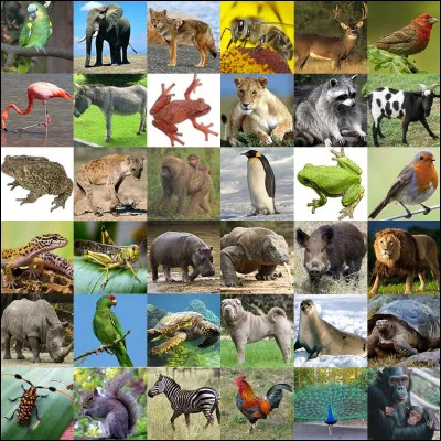 Quel est ton animal préféré ?