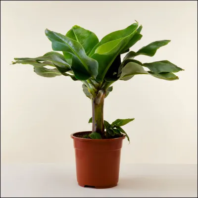 Comment s'appelle l'arbre où poussent les bananes ?