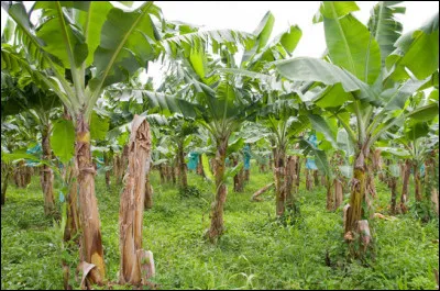 Comment appelle-t-on le lieu où l'on cultive des bananes ?