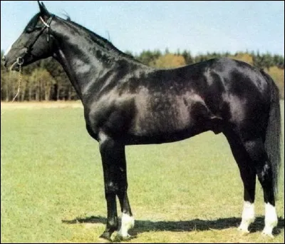 Compl&eacute;tez le nom de ce cheval de course c&eacute;l&egrave;bre : ''Id&eacute;al du...'' !
