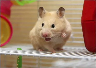 Hamster : Les hamsters savent-ils nager ?