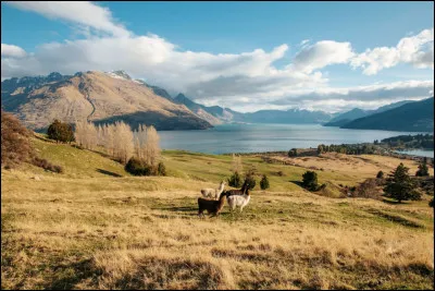 Arts : Quelle saga de cinéma a eu pour décor la Nouvelle-Zélande ?