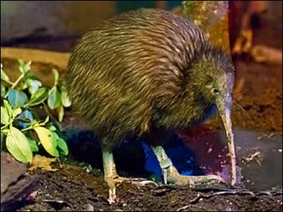 Nature : Comment s'appelle cet oiseau, symbole de la Nouvelle-Zélande ?