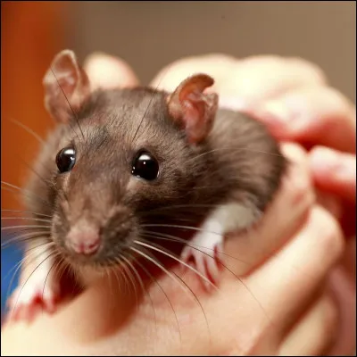 Quel est le poids d'un rat mâle ?