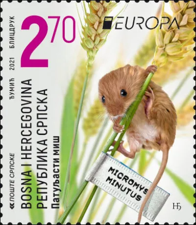 République serbe de Bosnie > Le rat des moissons, "micromammifère" est le plus petit rongeur d'Europe. Quel est son poids ?