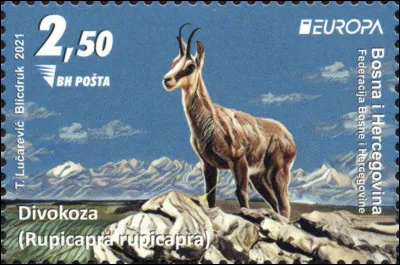 Bosnie-Herzégovine > Rupicapra rupicapra comporte six sous-espèces dont l'isard pyrénéen. Quel est le nom du plus répandu ?