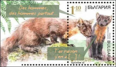 Bulgarie > Contrairement à la fouine, celle-ci ne s'approche guère des habitations humaines. Il n'empêche que c'est bien l'homme son plus grand danger !