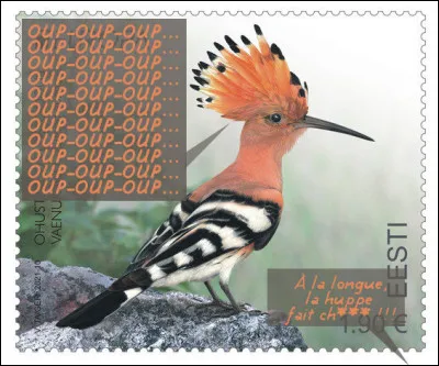 Estonie > Ce joli volatile peut effectivement, à la longue, vous taper sur le système par son refrain insistant ! C'est la huppe... (Qualifiez-là !)