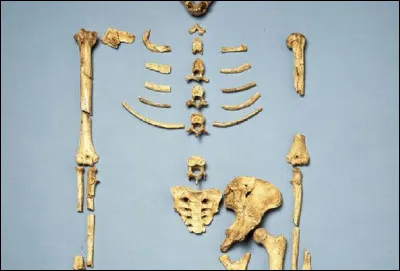 Quel est le nom de ce squelette découvert en 1974 en Éthiopie ?