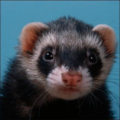 Combien de variétés de furets existe-t-il ?