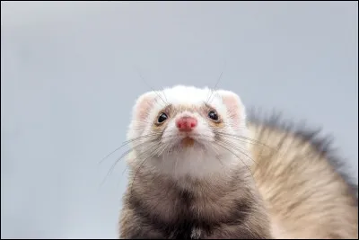 Combien de dents le furet possède-t-il ?