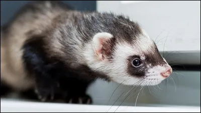 Le furet est :