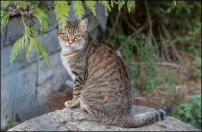 Tu croises un chat d'un autre clan sur ton territoire, tu :