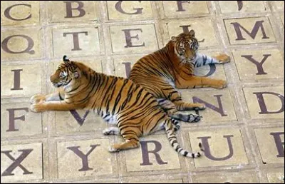 Que penses-tu du fait que les tigres soit partis du Fort ?