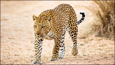 Combien de temps le léopard vit-il ?