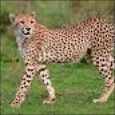 Comment appelle-t-on les tâches du léopard ?