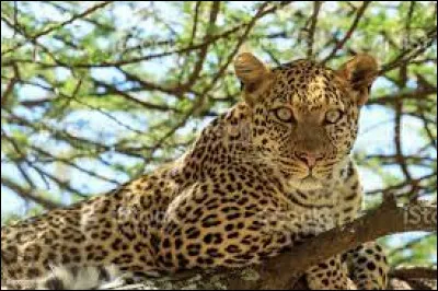 Où le léopard dort-il ?