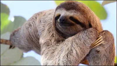 Sur quel continent le trouve-t-on le plus souvent ?