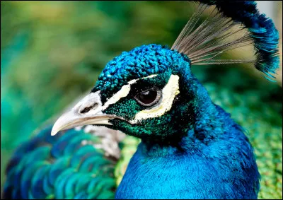 Quelle est ta réaction si ton animal est rare ?