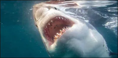 Que faisait le copain de la première personne tuée lorsqu'elle l'a été ?