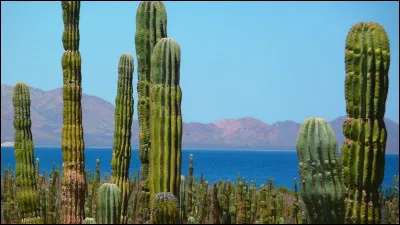Nature : Le Mexique est le premier pays en nombre d'espèces ... ? (plus de 700)