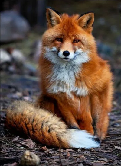 Quel est ton animal favori ?