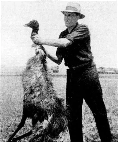 Voici une guerre plutôt rigolote qui sest déroulée en 1932 : la guerre des émeus. Cette guerre sest déroulée dans le but de réduire le nombre démeus, animal ressemblant grosso modo à lautruche et pouvant atteindre 55 km/h. Les belligérants sont larmée australienne et les émeus. À votre avis, qui a gagné ?