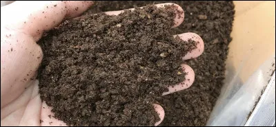 Nous allons parler de la guerre hispano-sud-américaine pour cette avant-dernière question, guerre qui s'est déroulée entre l'Espagne et le Pérou au XIXe siècle. Cette guerre est également appelée "guerre du guano". Qu'est-ce que le guano ?