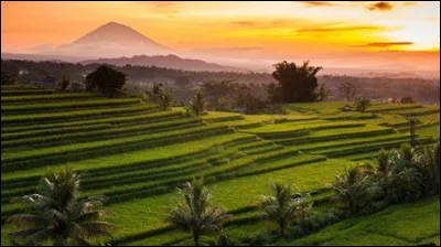 Laquelle de ces cultures s'est surtout développée au VIIIe siècle dans le centre de Java ?