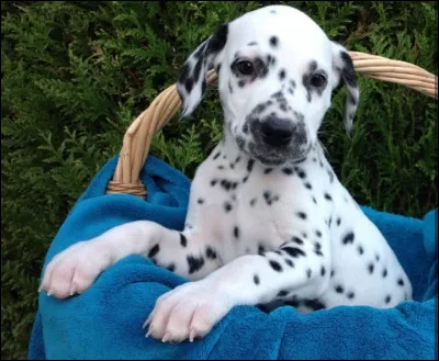 Quelle est la race du chien sur la photo ?