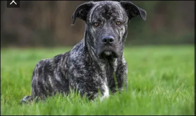 Quelle est la race du chien sur la photo ?