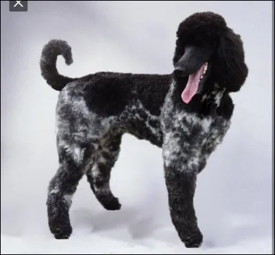 Quelle est la race du chien sur la photo ?