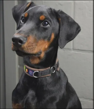 Quelle est la race du chien sur la photo ?