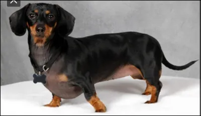 Quelle est la race du chien sur la photo ?