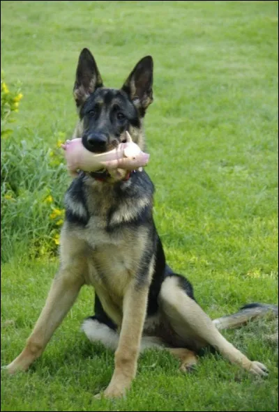 Quelle est la race du chien sur la photo ?