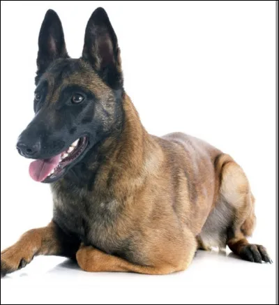 Quelle est la race du chien sur la photo ?