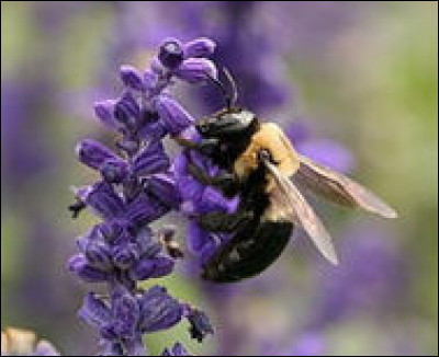 Les abeilles portent le nom scientifique de/d' [...]