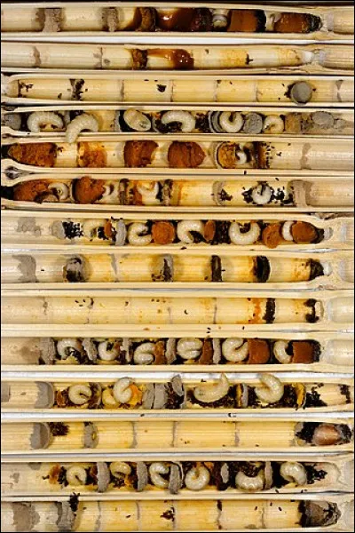 Elles se regroupent en un/une [...] d'insectes hyménoptères de la super-famille des Apoïdes. Complétez !