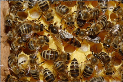 La majorité des abeilles... (Complétez !)
