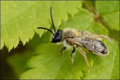 Certaines espèces, parmi les solitaires, sont des [« ... » ?] et nidifient dans des tiges de plantes à moelle. [Complétez les crochets !]