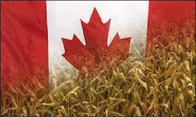 Quel nom donne-ton au maïs au au Canada ?