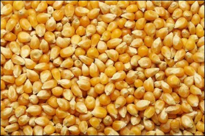 Quel pays est le plus grand producteur de maïs au monde ?