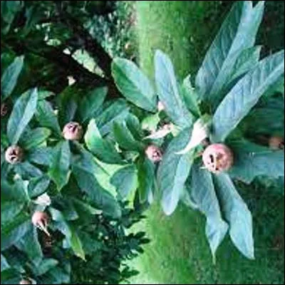 Quel arbre fruitier est aussi appel&eacute; aub&eacute;pine d�Allemagne ?