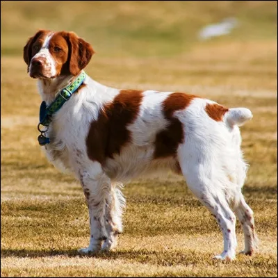 Quelle est cette race de chien ?
