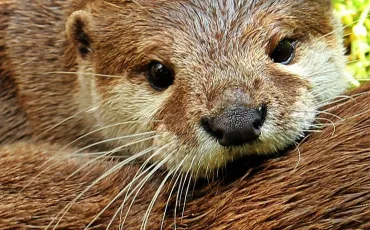 Quiz Animaux