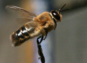 Quiz La famille de la reine des abeilles - Garden-party 2